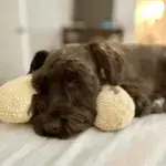 Cat Lovely Cozy Pillow
