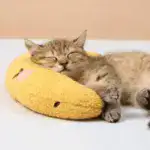 Cat Lovely Cozy Pillow