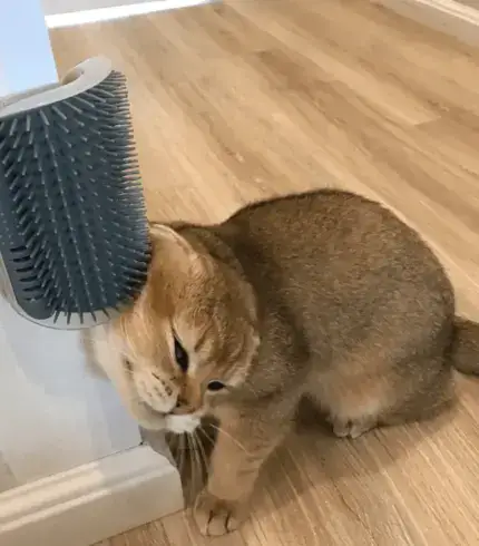 Cat Self Grooming Brush