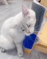Cat Self Grooming Brush