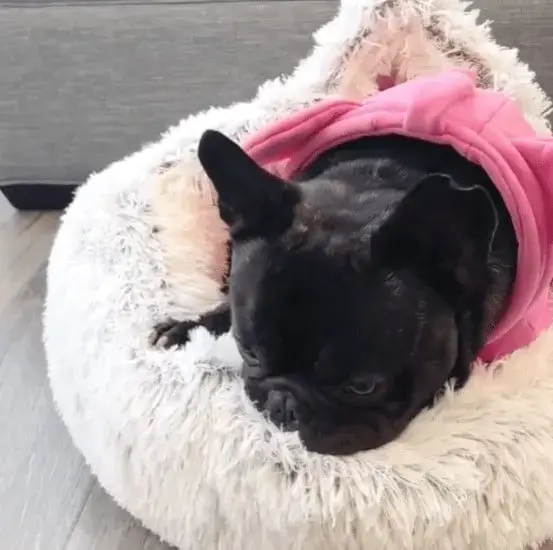 Multi-purpose pet bed