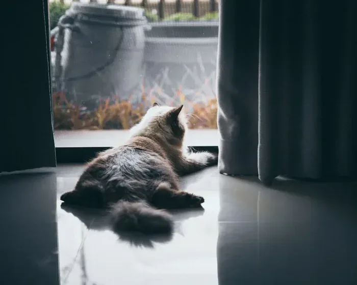 Cat playing with toy