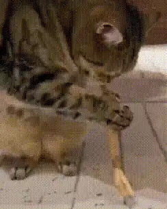 Kittens chewing toy
