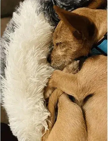 Pet comfort