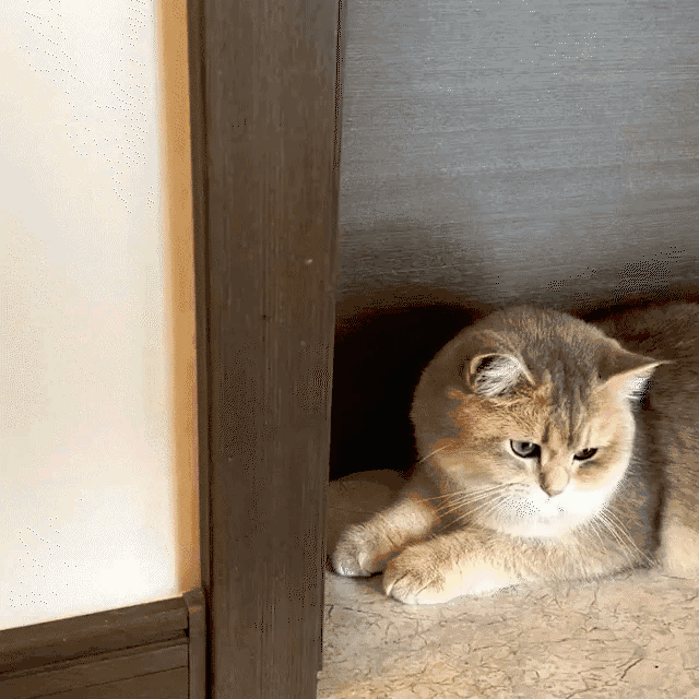 Cat grooming brush