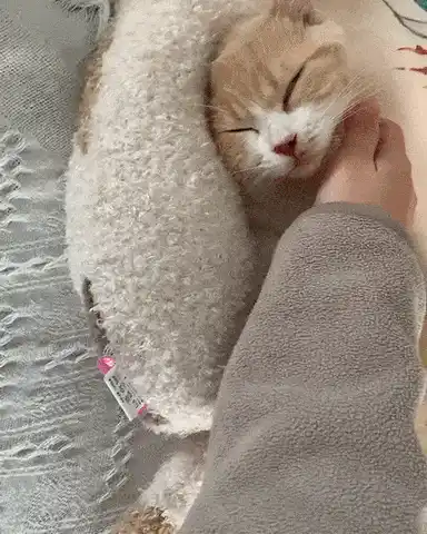 Pet sleeping on pillow
