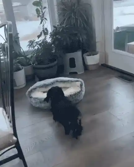 Pet bed display