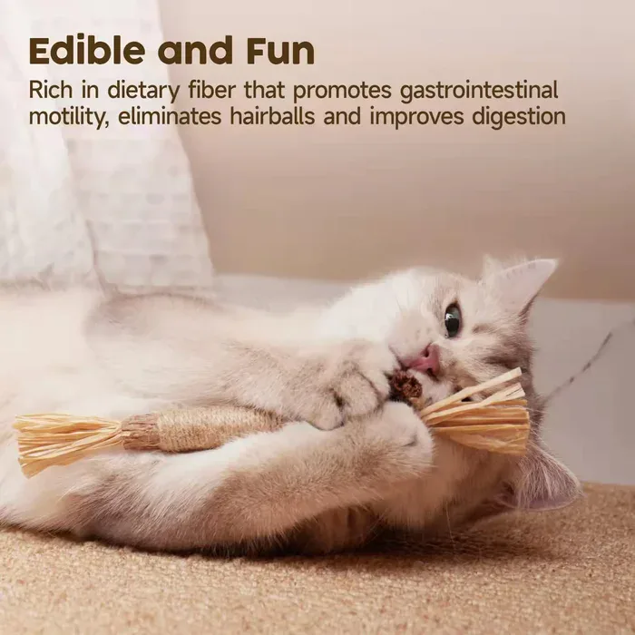 Cat dental care