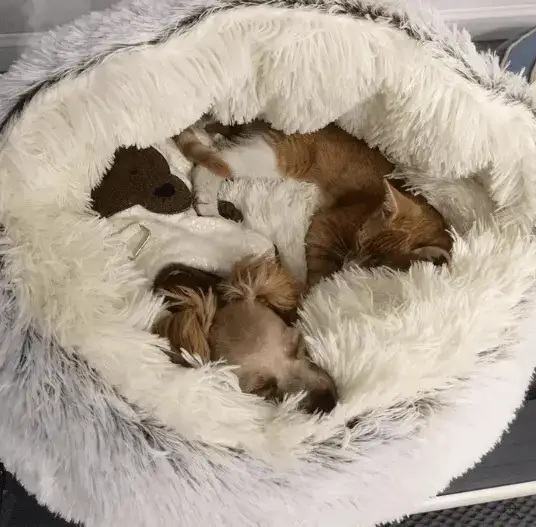 Washing the pet bed