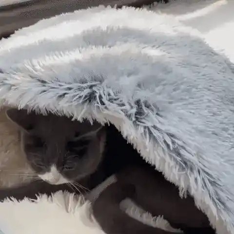 Cozy pet bed