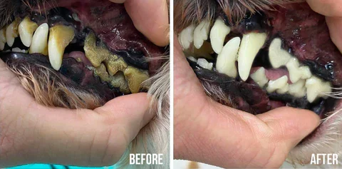 Dental health for cats