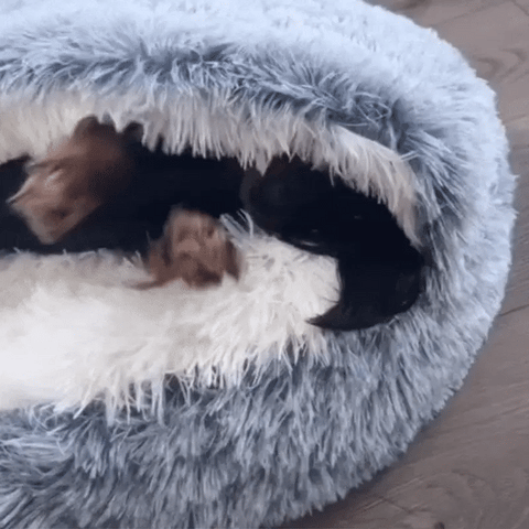 Pet bed in cozy setting