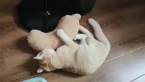 Cat resting on pillow